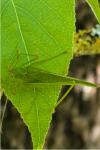 Phaneroptera nana