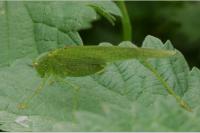 Phaneroptera