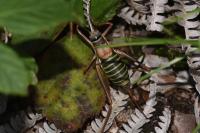 Ephippiger diurnus
