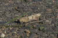 Oedipoda caerulescens