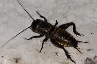 Gryllus campestris