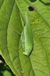 Phaneroptera nana