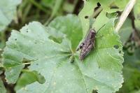 Pezotettix giornae