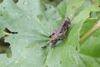 Pezotettix giornae