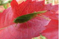 Phaneroptera nana