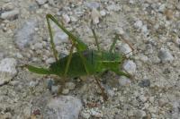 Leptophyes punctatissima