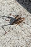Pholidoptera griseoaptera