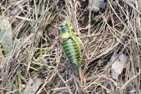 Ephippiger diurnus
