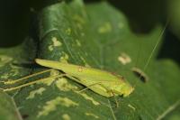 Phaneroptera falcata