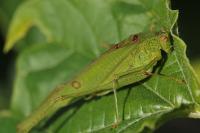 Phaneroptera falcata