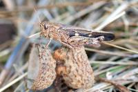 Aiolopus strepens