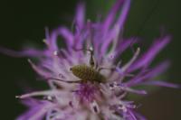 Phaneroptera