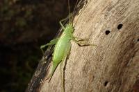 Meconema meridionale