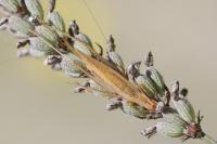 Oecanthus pellucens