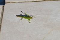 Tettigonia viridissima