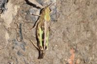 Aiolopus strepens