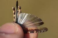 Aiolopus strepens