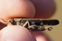 Aiolopus strepens