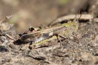 Aiolopus strepens