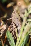 Aiolopus strepens