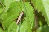 Pholidoptera griseoaptera
