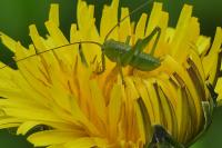 Tettigonia viridissima