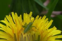 Tettigonia viridissima
