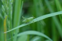 Tettigonia viridissima