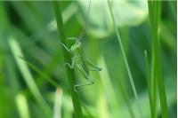 Tettigonia viridissima