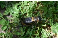 Gryllus campestris