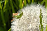 Tettigonia viridissima