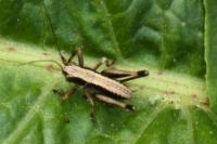 Pholidoptera griseoaptera