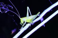 Tettigonia viridissima
