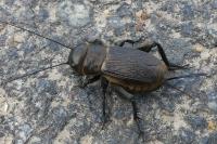 Gryllus campestris