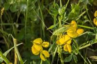 Tettigonia viridissima
