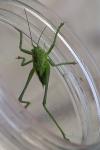 Tettigonia viridissima