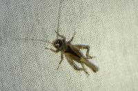 Eumodicogryllus bordigalensis