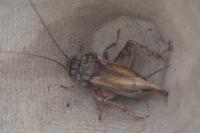 Eumodicogryllus bordigalensis