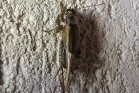 Eumodicogryllus bordigalensis