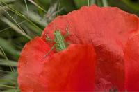 Tettigonia viridissima