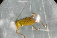 Leptophyes punctatissima