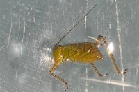 Leptophyes punctatissima