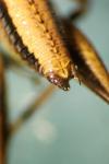 Pholidoptera griseoaptera