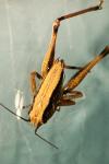 Pholidoptera griseoaptera