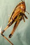 Pholidoptera griseoaptera