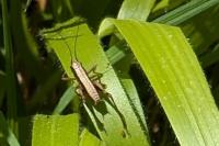 Pholidoptera griseoaptera