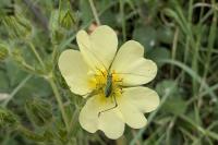 Leptophyes punctatissima