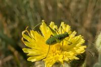 Leptophyes punctatissima