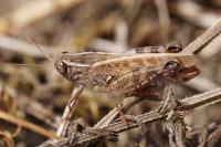 Calliptamus italicus