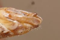 Calliptamus italicus